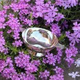 3" Celtic Silver Plated Quaich