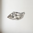 Cast Medium Sea Snail Ornament