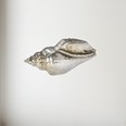 Cast Medium Sea Snail Ornament Cast Medium Sea Snail Ornament