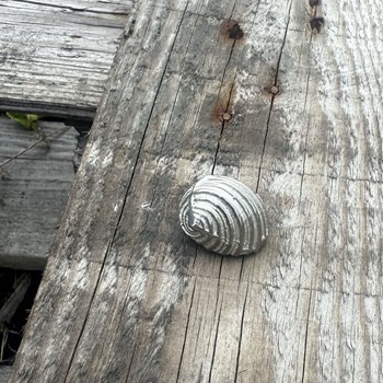 Cast Pewter Flat Spiral Shell Ornament Cast Pewter Flat Spiral Shell Ornament