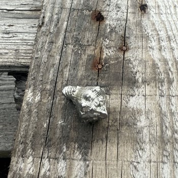 Cast Pewter Conch Shell Ornament Cast Pewter Conch Shell Ornament