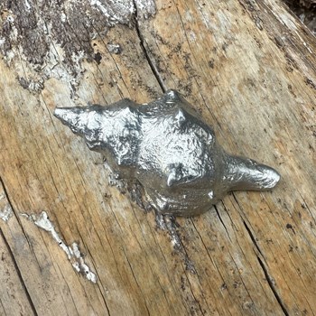 Cast Pewter Tulip Shell Ornament Cast Pewter Tulip Shell Ornament