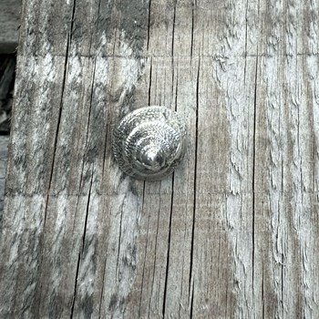 Cast Pewter Periwinkle Ornament