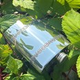 6oz Shamrock Pewter Kidney Hip Flask