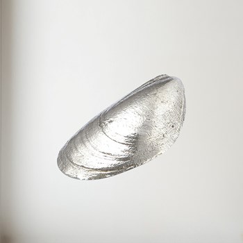 Cast Pewter Mussel Shell Ornament Cast pewter Mussel Shell ornament