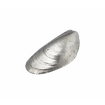Cast Pewter Mussel Shell Ornament