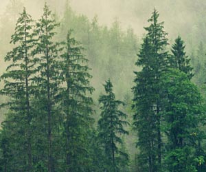 Forge a career in biodiversity at sustainability-focused WSP