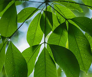 Colt Technology Services sustainability