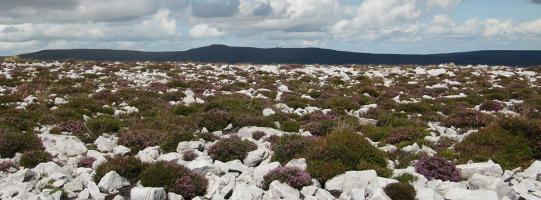 2016 Talybont Trial Walks