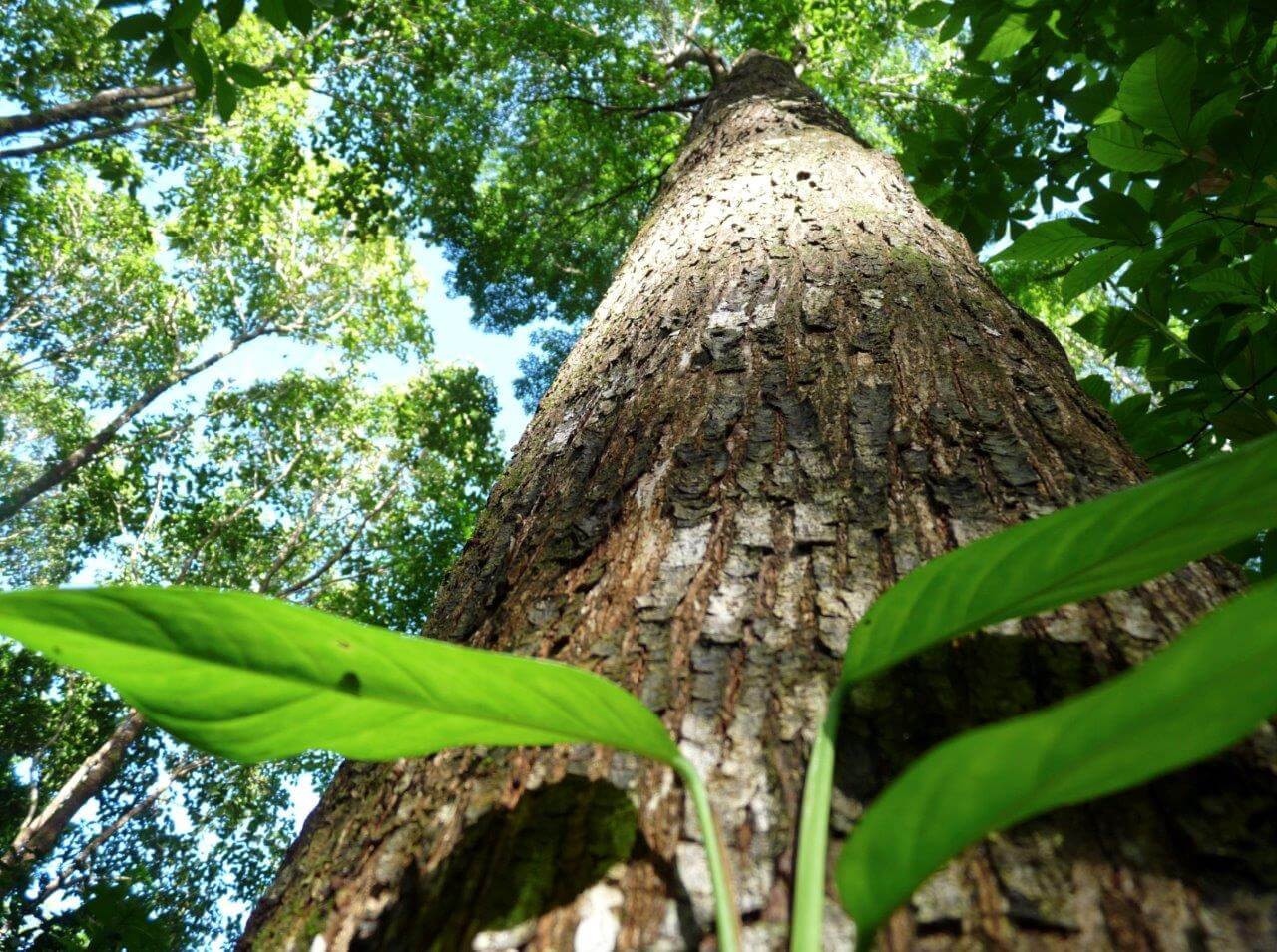Img Cover Large Forest Finance France