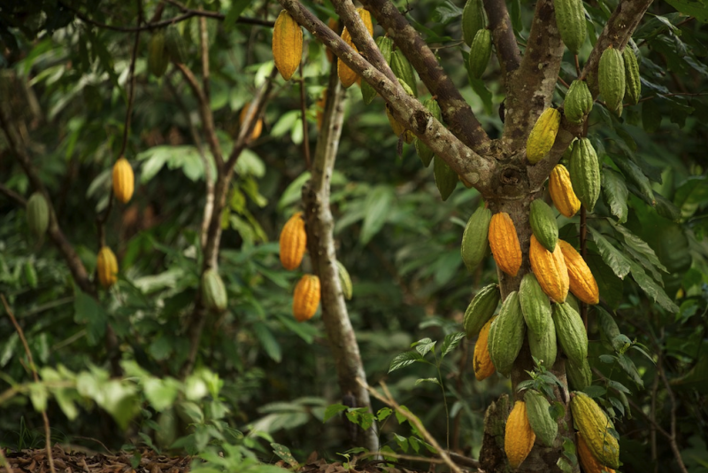 Plantation au P&eacute;rou