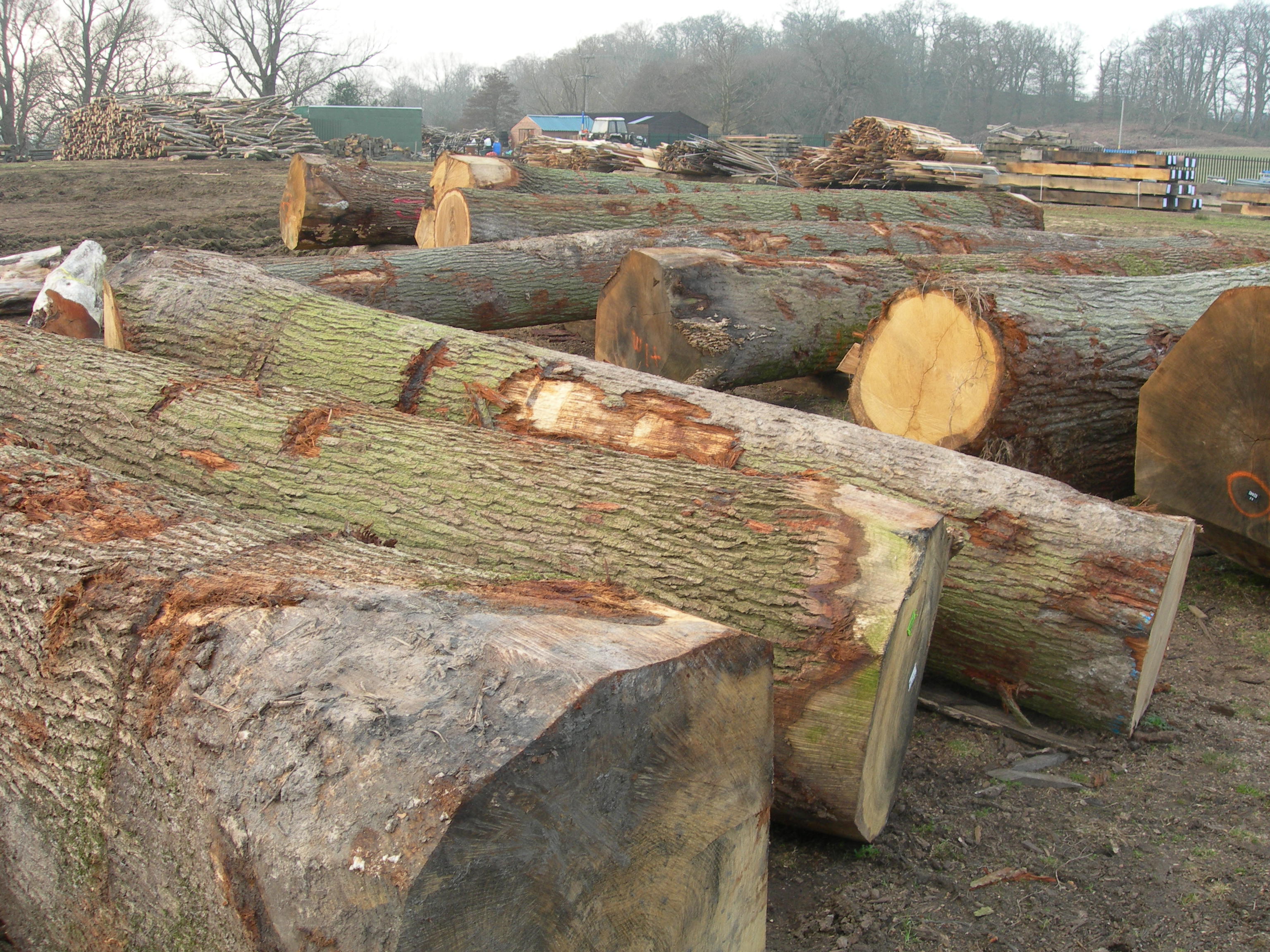 Oak Wood Timber Uses Properties Wl West Sons Oak Wood Timber Uses Properties Wl West Sons