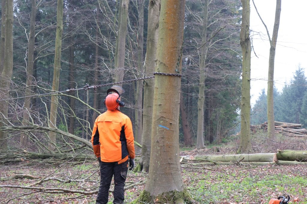 WL West & Sons Ltd sizing up a tree about to be cut down in Bavaria.