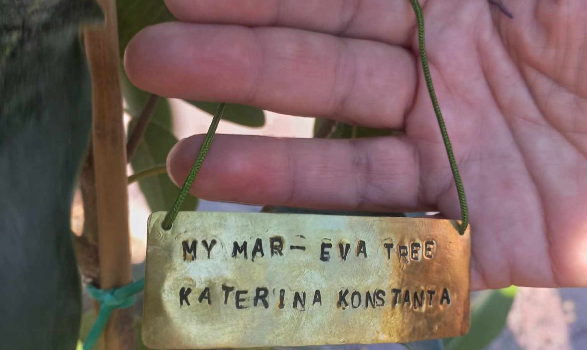 Planting a MAR-EVA Tree