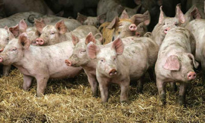Farmer pigs