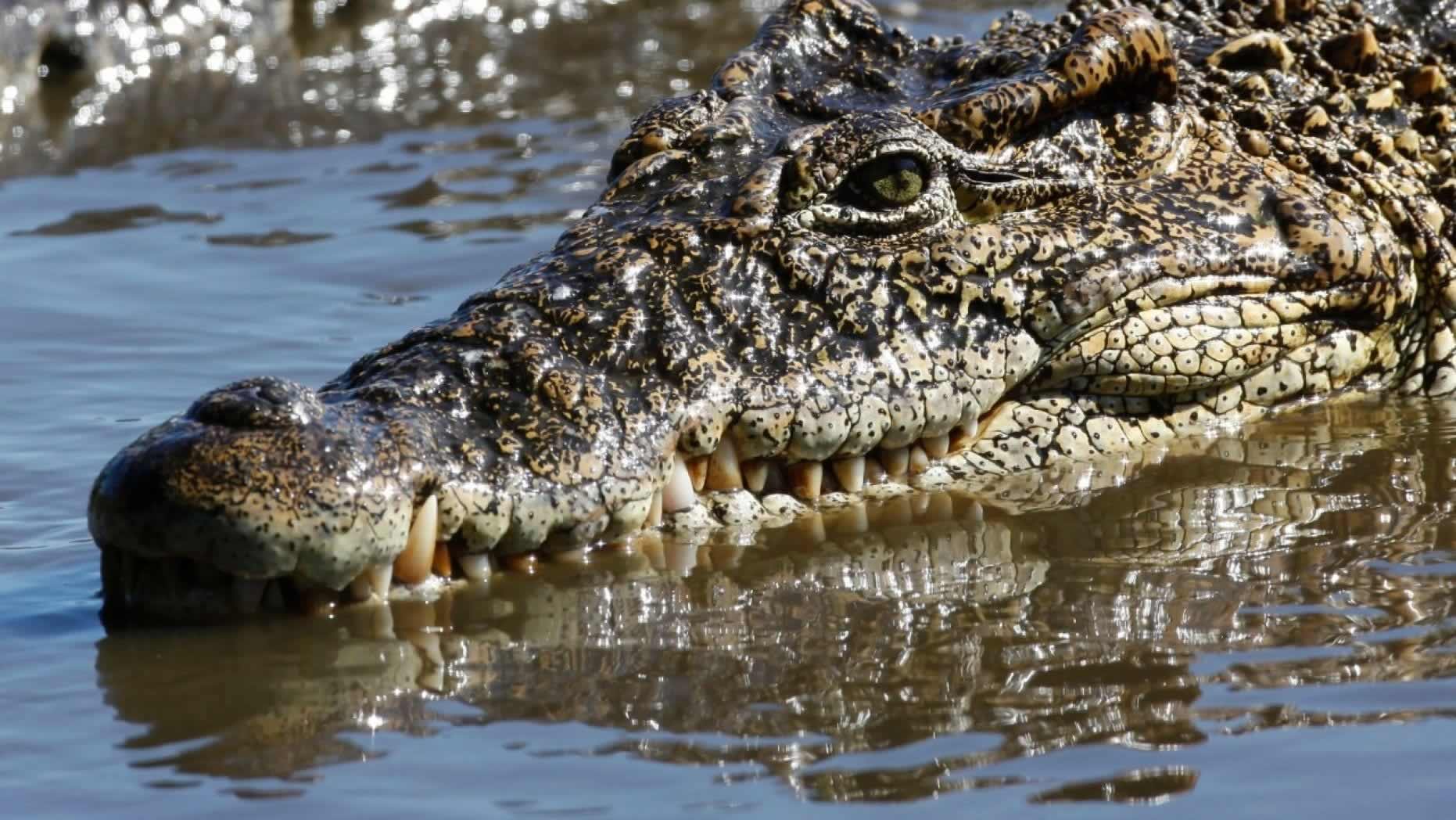 Crocodile