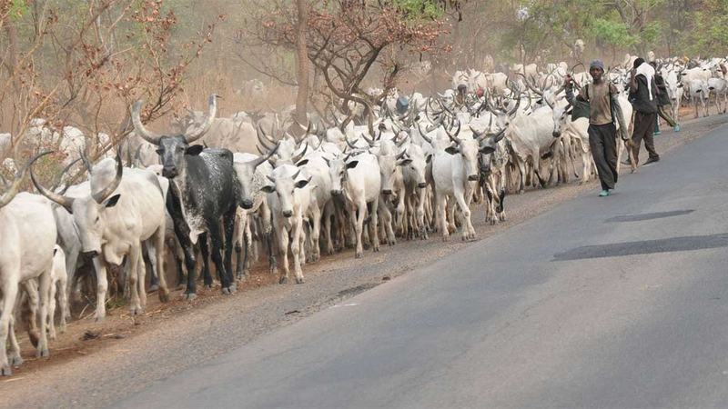 herdsman MACBAN Fulani Herdsmen