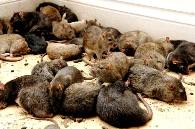 Lassa fever Kogi