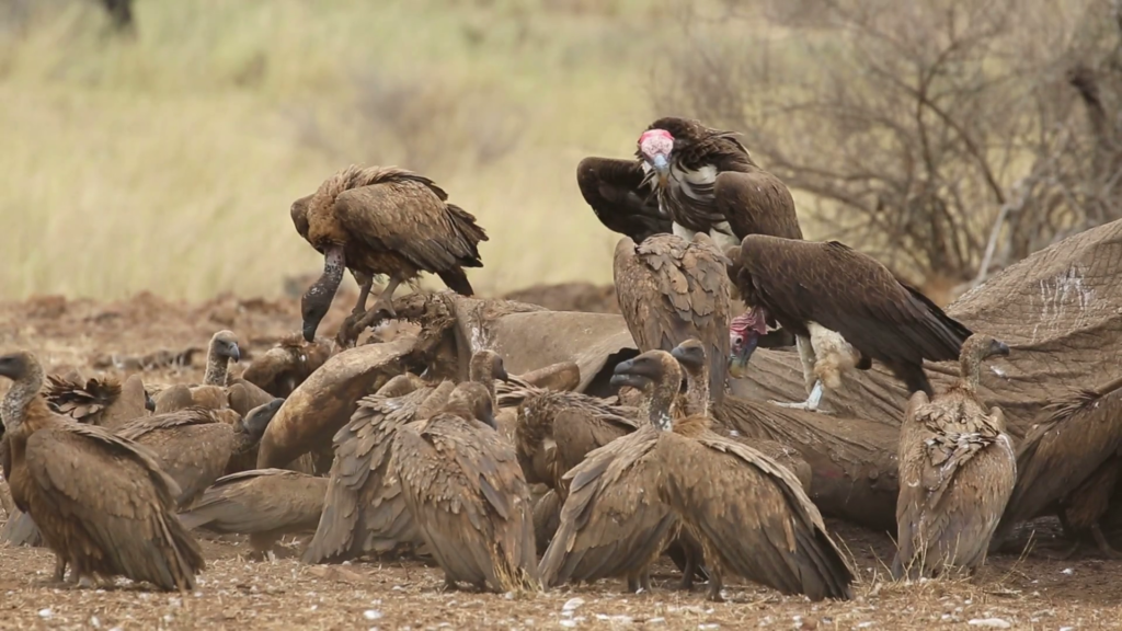 Panic as several dead vultures litter Enugu market after eating meat
