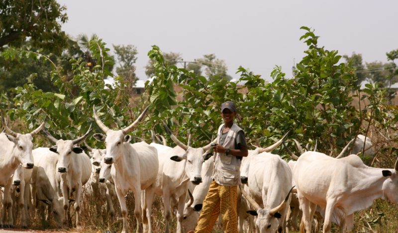 EKiti herdsmen Miyetti Allah