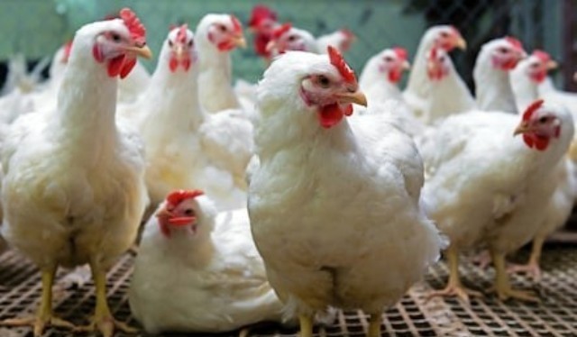 Angry mob stone father of seven to death for stealing chicken