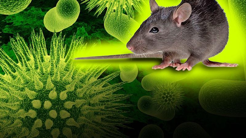 Hantavirus: Man dies in China after testing positive to another virus