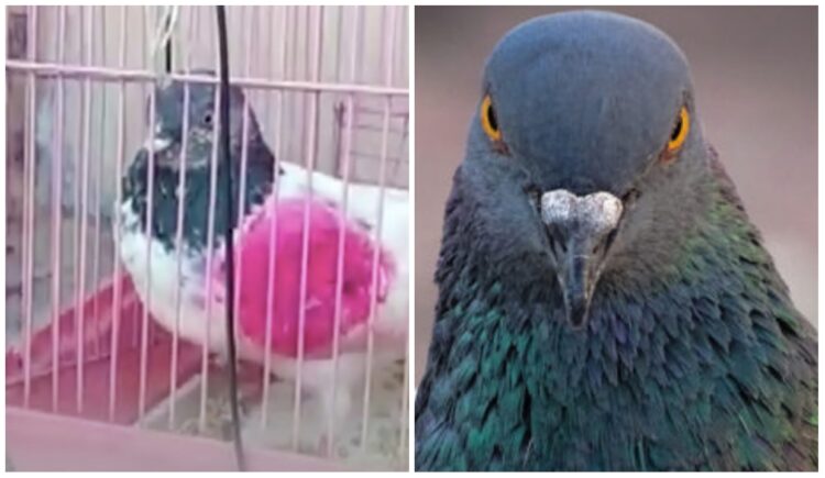 India police arrest Pigeon on suspicion of being a Pakistan spy