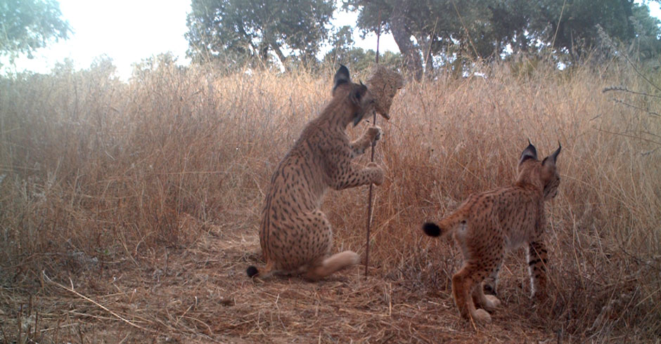 Camera traps also capture poachers walking through the jungle.