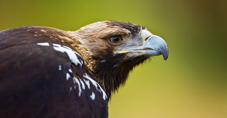 Camera traps also capture poachers walking through the jungle.
