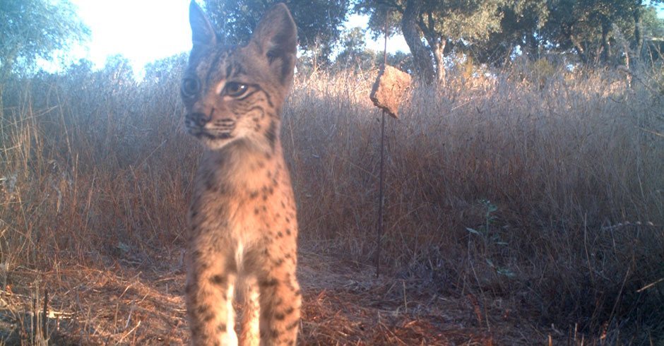 WWF cameras record anything that passes by, not just tigers. In this case, a leopard peering into the camera.