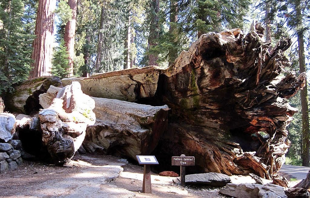Pioneer Cabin Tree California S Ancient Sequoia Tunnel Tree