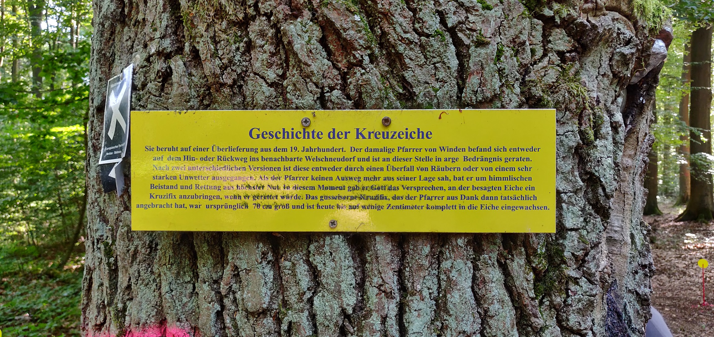 Kreuzeiche