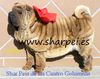 arrugadisimos cachorros shar peis de las cuatro columnas