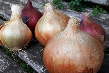 harvest festival home grown onions harvest festival home grown onions