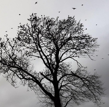 100's of starlings in a winter tree 100's of starlings in a winter tree
