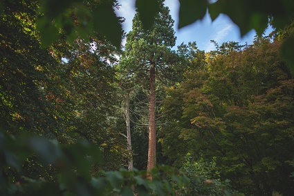 valley arboretum and how caple court