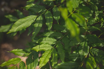 wisteria leaves at how caple court