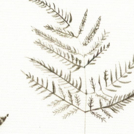 eden fern print for roller blind fabrics close up eden fern print for roller blind fabrics close up