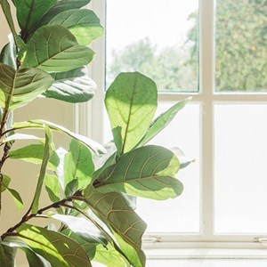 Squid - Textile Window Film - Chalk