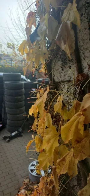 zdjęcie przedstawiające OponyPrzemysl.pl Mateusz Burek