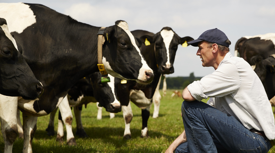 Cows on a field with a farmer