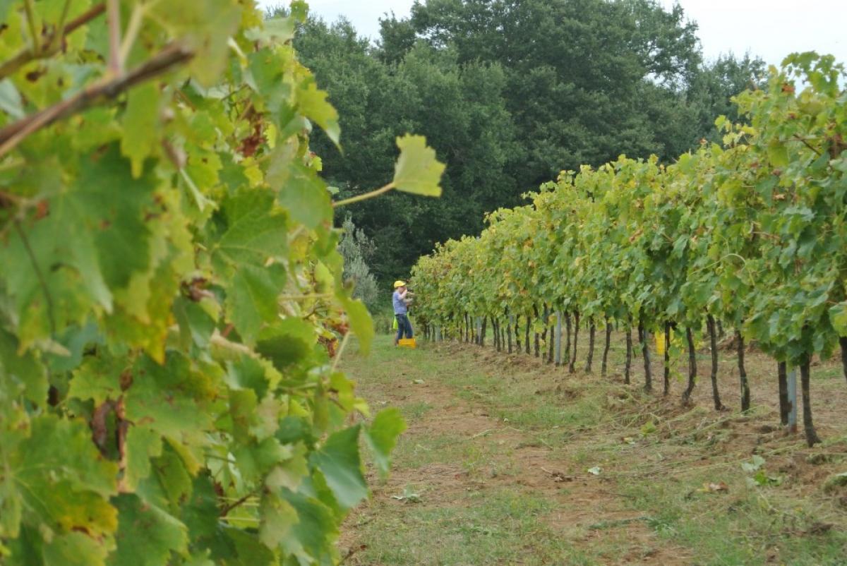 Foto Tra borghi incantati e vigne secolari