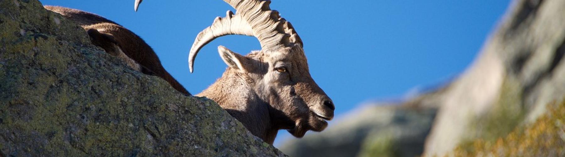 Copertina Tra Parchi e Riserve Naturali in Valle Camonica