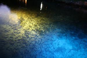 ACI Marina Palmižana