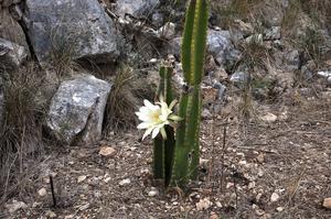 ACI Marina Palmižana