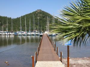 Palmiye
