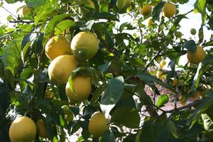 Restaurant Carubo Buoys