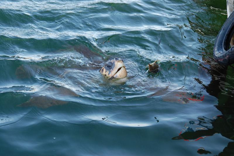 Delik ada - Naturschutzgebiet der Carettschildkröten