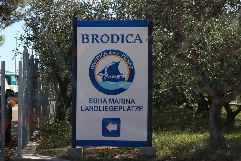 Brodica