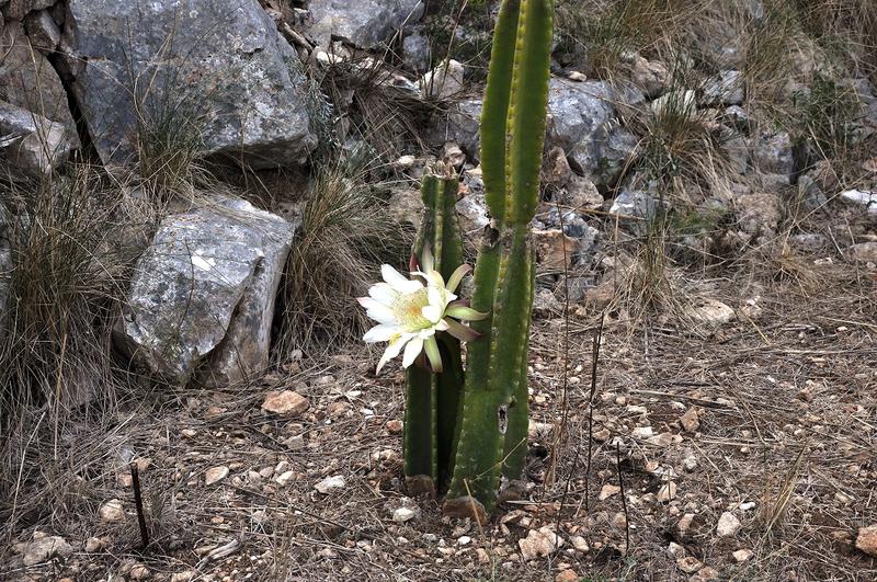 ACI Marina Palmižana